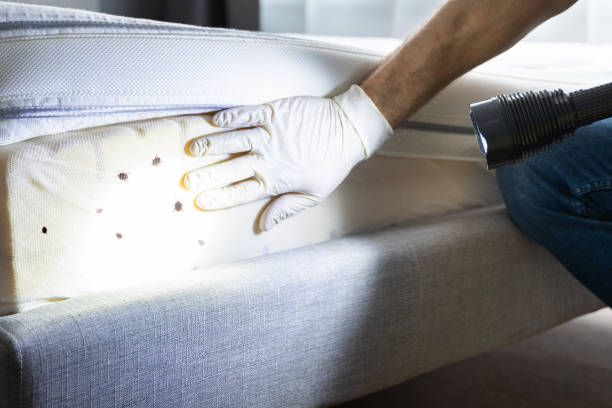 Best Rat Extermination Near Me  in Fayetteville, GA