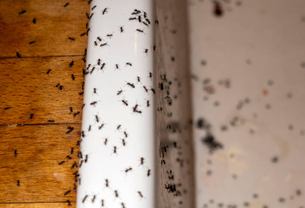Best Pest Control for Businesses  in Fayetteville, GA