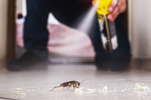 Best Flea Control Services  in Fayetteville, GA